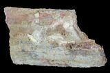 Devonian Petrified Wood (Callixylon) Section - Oldest True Wood #91783-1